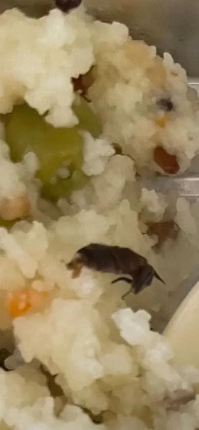 Hành khách tố suất ăn máy bay có gián, hãng kêu khách nhìn nhầm-2