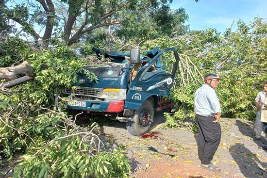 Cây xà cừ bật gốc, đè tử vong tài xế xe tải chạy trên đường