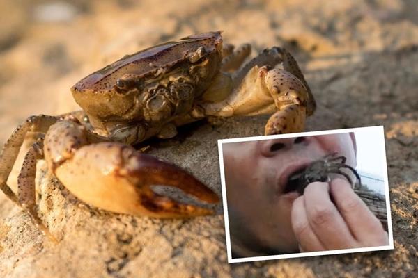 Đầu bếp xẻ thịt cá bơn khổng lồ-1