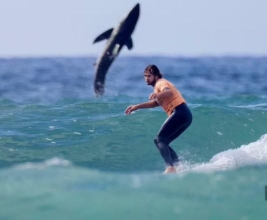 Cá mập trắng tung người nhảy lên mặt nước ngay sát người lướt sóng-2