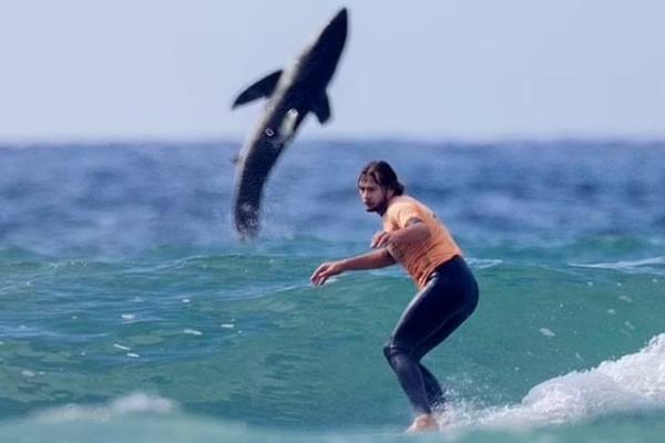 Chạm trán với cá mập trắng lớn ngoài khơi bờ biển Australia-2