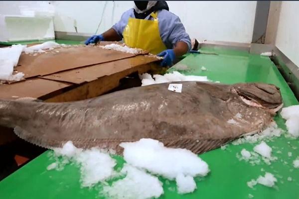 Ngâm cá trong thứ nước này, cá sẽ hết mùi tanh-2