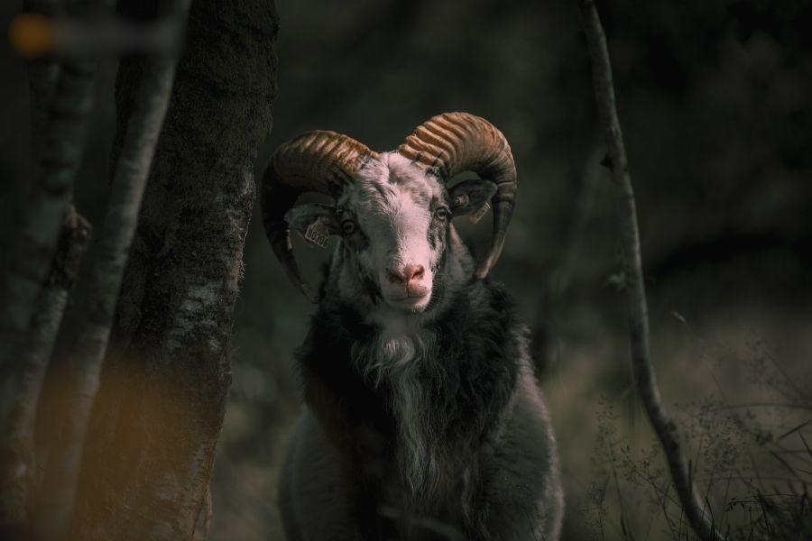 4 con giáp nam chán cơm thèm phở, thay người yêu như thay áo-2