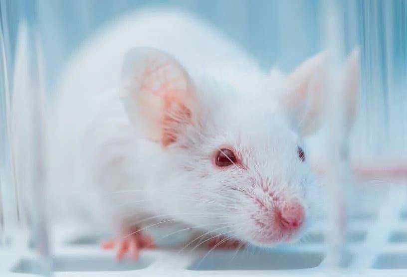 Tử vi hàng ngày 12 con giáp thứ Bảy 29/10/2022: Bản lĩnh hổ giấy-1