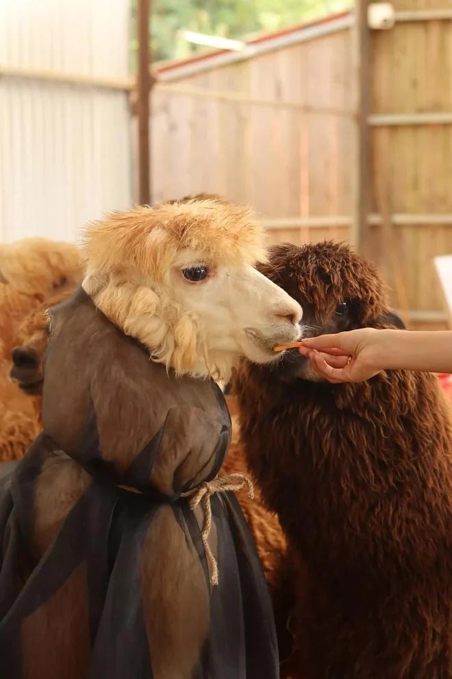 Xuất hiện đàn lạc đà lạ quá đáng yêu nông trại Đà Lạt-2