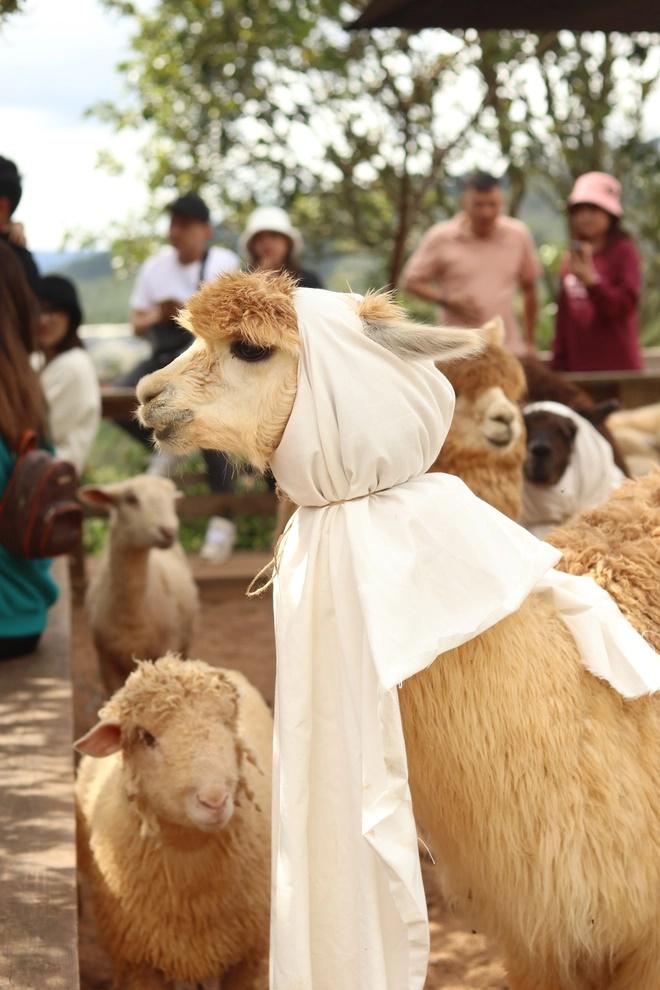 Xuất hiện đàn lạc đà lạ quá đáng yêu nông trại Đà Lạt-6