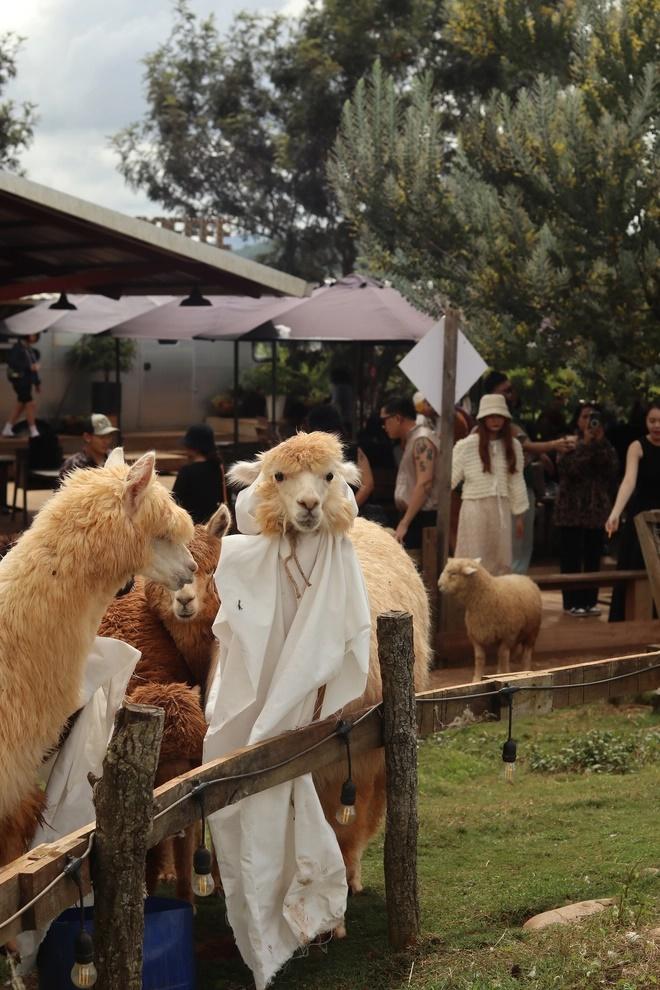 Xuất hiện đàn lạc đà lạ quá đáng yêu nông trại Đà Lạt-7