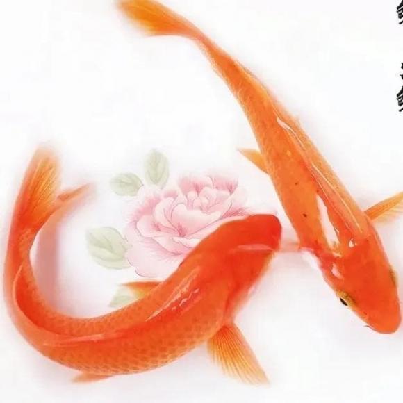 Phong thủy tốt nhất trên người, hóa ra là như thế này!-2