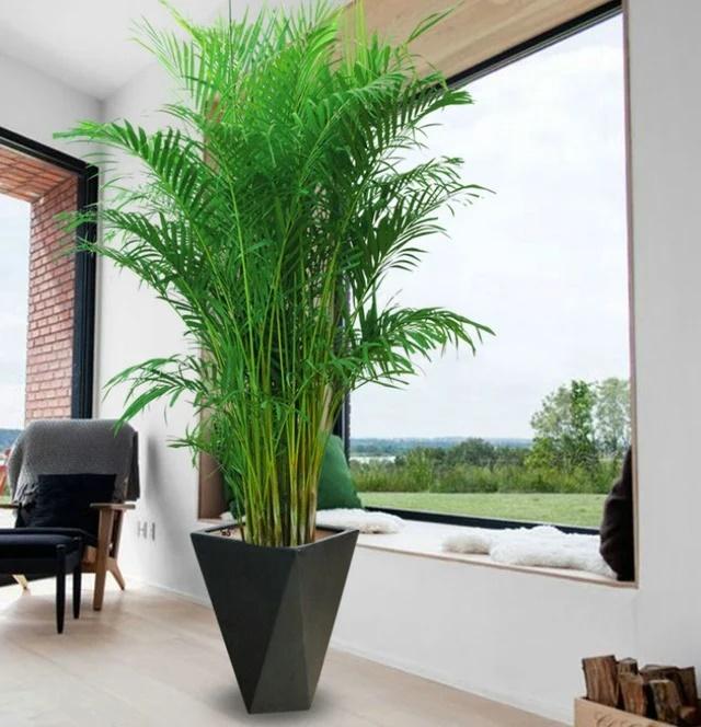 5 cây dưỡng người, càng nuôi gia chủ càng khỏe mạnh, giàu có-1