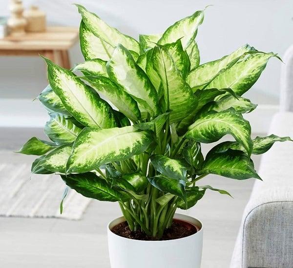 5 loại cây trồng trước cửa nhà chiêu dụ tiền tài phú quý-1