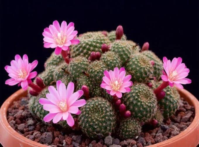 Muốn người khỏe mạnh, tài lộc sung túc nên tránh trồng 3 loại cây-3