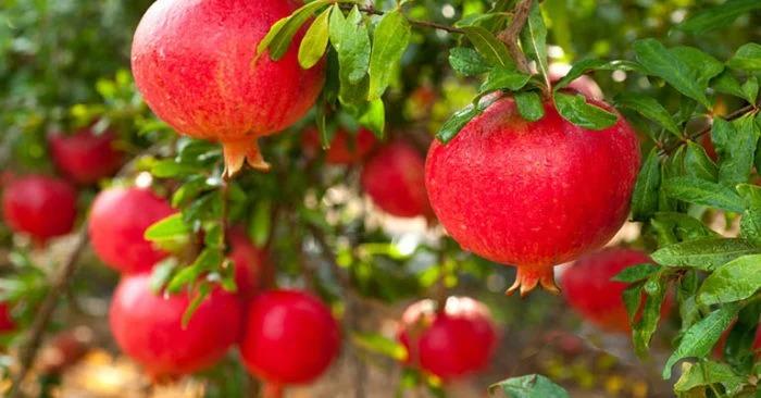 Cây lựu mọc trên lăng mộ Tần Thủy Hoàng: Giật mình khi bổ quả lựu-2