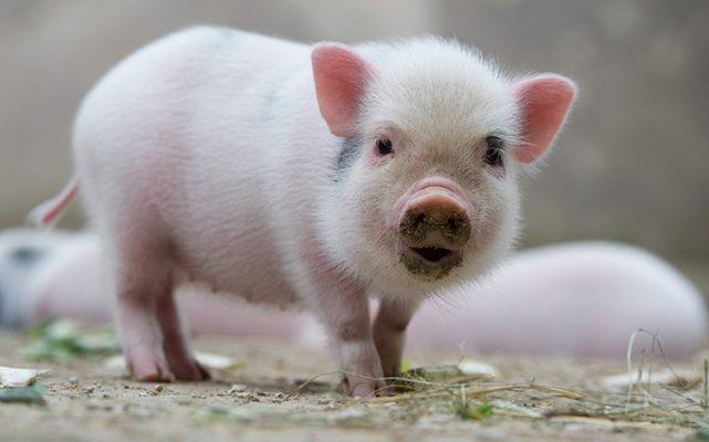 0h ngày 2/11 sao Hồng Loan chiếu mệnh: 4 tuổi đếm tiền mỏi tay-4