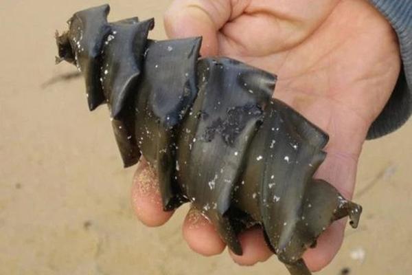 Cây thông Noel lớn nhất thế giới được thắp sáng-1