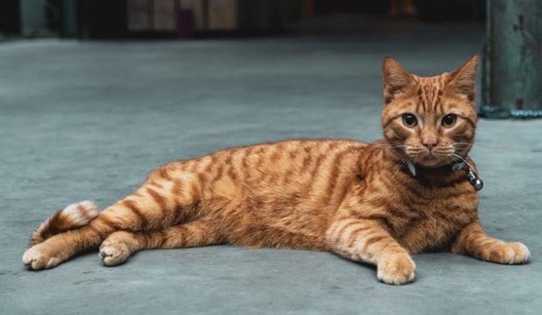 4 con giáp nữ nai tơ yếu đuối dễ bị cắm sừng bậc nhất-2