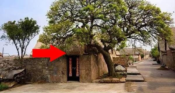 Trước cửa trồng ít cây, sau nhà đừng mở cửa, con cháu nhớ làm theo-1