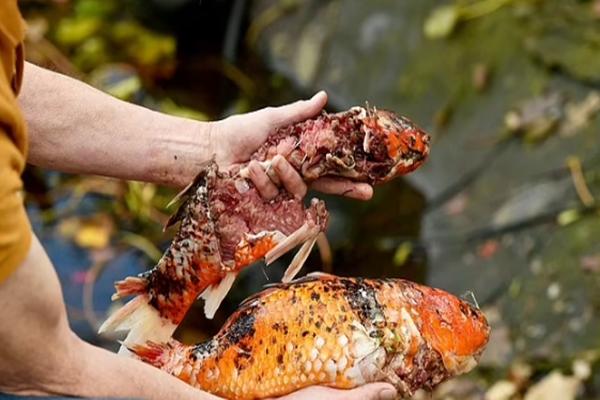 Cá koi yêu quý bị bố mẹ chiên giòn, nghe lý do chỉ biết câm nín-3