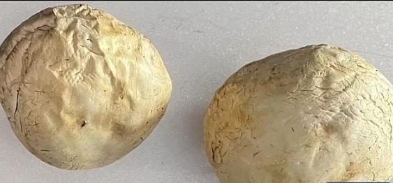 Cận cảnh hình ảnh ám ảnh cây nấm mất nước sau chuyến bay 8 tiếng-3