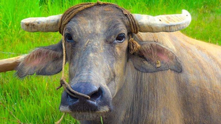 Hôm nay Tết Hạ Nguyên 10/10, có 4 tuổi TÌNH - TIỀN chạm nóc-1