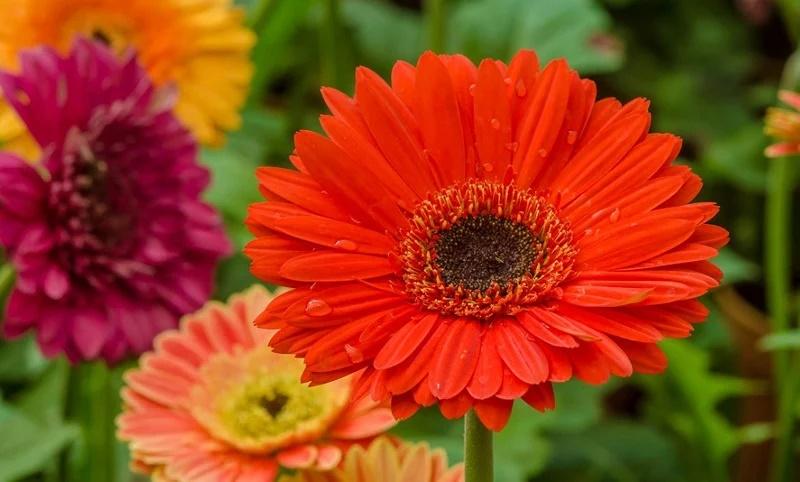 Lọ hoa đặt trên ban thờ bên trái hay bên phải mới đúng chuẩn?-3