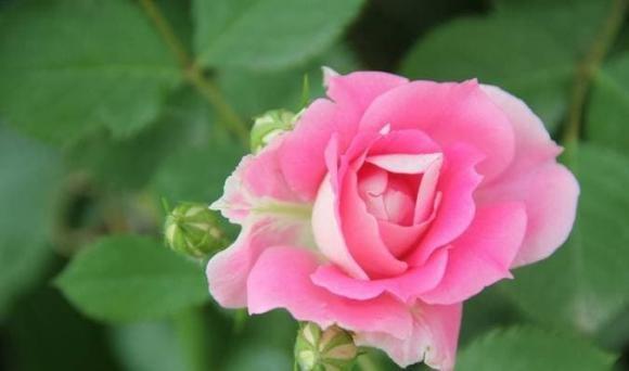 Người giàu nửa sau cuộc đời thường sinh vào những ngày này-3