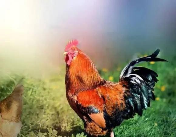 Tử vi hàng ngày 12 con giáp thứ Bảy 5/11/2022: Giễu cợt quá trớn-3