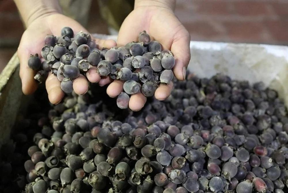 Loại quả vốn đầy rừng không ai nhặt, thành đặc sản Phú Quốc-1