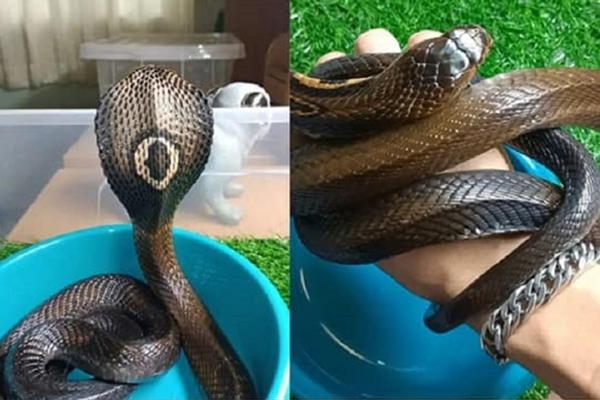 Đặt bẫy bắt chuột, chủ nhà hết vía khi nhìn thấy con vật dính bẫy-3