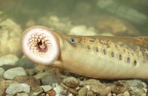 Loại cá có hình dạng đáng sợ nhưng được các bà nội trợ săn lùng-1