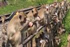 Hàng chục con khỉ ngồi uống sữa chua ở Thái Lan