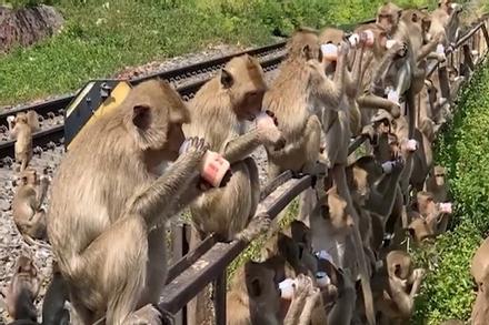 Hàng chục con khỉ ngồi uống sữa chua ở Thái Lan