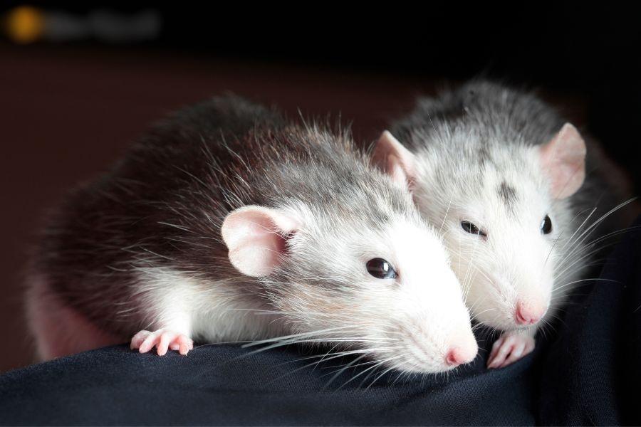 Ngày mai Rằm tháng 10, Phật Bà ban lộc 3 tuổi trúng số độc đắc-1