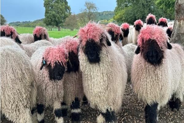 Trốn thoát quán thịt nướng, 2 chú cừu trắng được làm linh vật-2