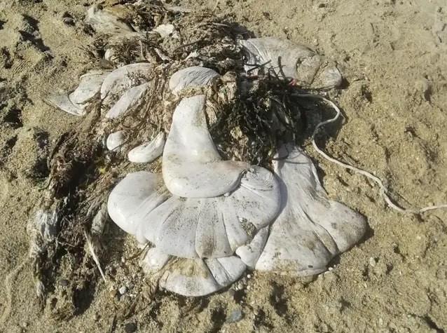Đốm trắng khổng lồ bí ẩn xuất hiện trên bãi biển nước Anh-1