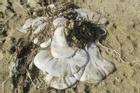 Đốm trắng khổng lồ bí ẩn xuất hiện trên bãi biển nước Anh