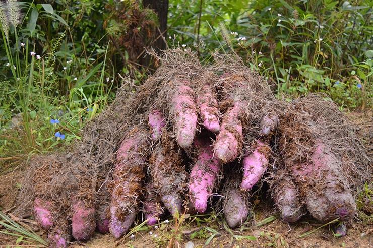 Loại khoai có hình dáng giống bàn chân người, nhiều người chưa từng thấy bao giờ-2