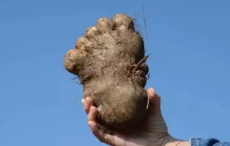 Loại khoai có hình dáng giống bàn chân người, nhiều người chưa từng thấy bao giờ-4