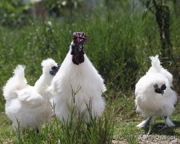 Giống gà quý hiếm lông trắng mượt, dinh dưỡng cực kỳ cao-1