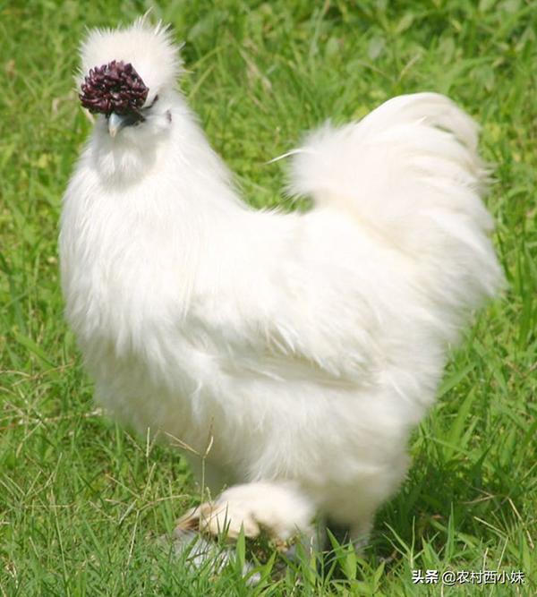 Giống gà quý hiếm lông trắng mượt, dinh dưỡng cực kỳ cao-2
