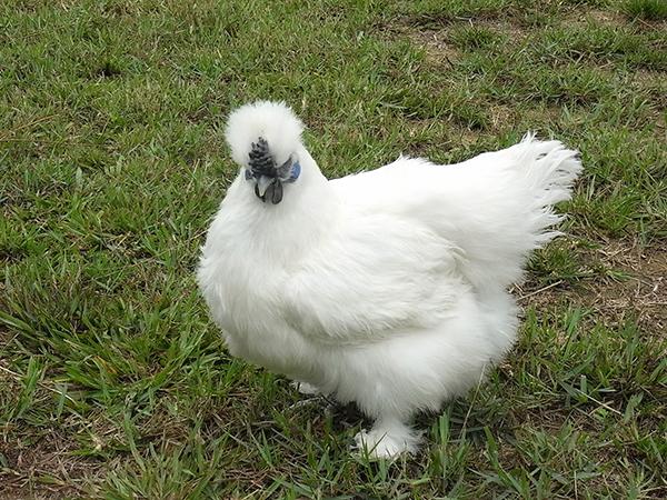 Giống gà quý hiếm lông trắng mượt, dinh dưỡng cực kỳ cao-3