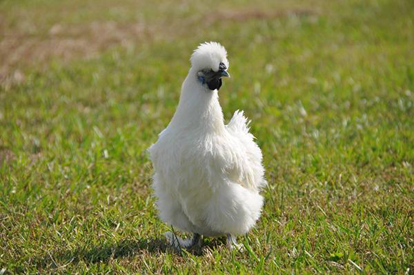 Giống gà quý hiếm lông trắng mượt, dinh dưỡng cực kỳ cao-4