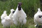 Giống gà quý hiếm lông trắng mượt, dinh dưỡng cực kỳ cao