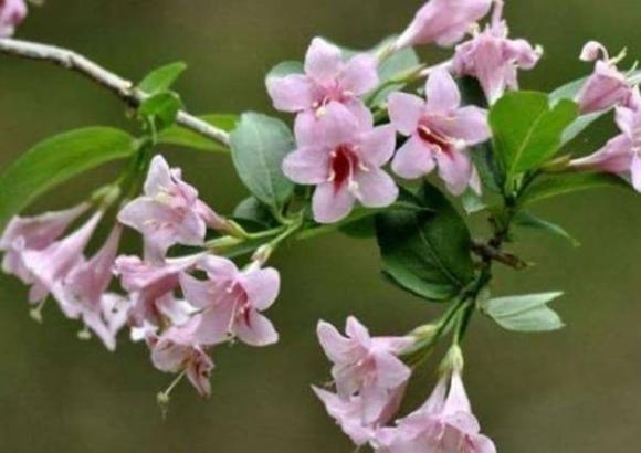 3 con giáp nữ giỏi chinh phục đàn ông, vượng phu ích tử-2