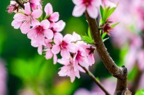 3 con giáp nữ giỏi chinh phục đàn ông, vượng phu ích tử-1