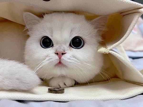 Từ 14 - 17/11 Thần Tài ngủ quên, 4 tuổi gặp rắc rối, nợ nần chồng chất-2