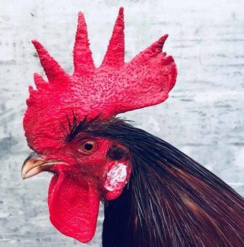 Hội con nhà nghèo vượt khó điểm tên 3 tuổi đi lên từ bàn tay trắng-3