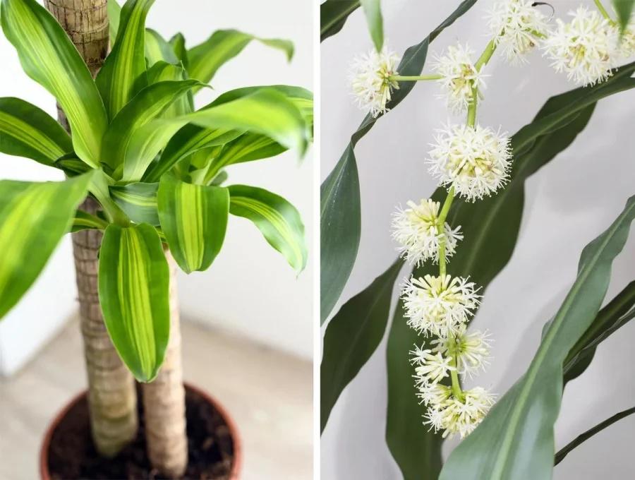 3 loại cây cảnh mời gọi tài lộc, đặt trong phòng ngủ lại là tử thần-1