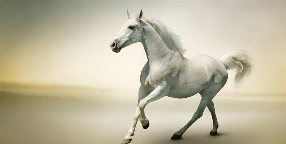 4 con giáp khéo ăn khéo nói có cả thiên hạ, làm gì cũng thuận-3