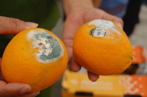 4 đặc điểm của trái cây dù giảm giá siêu rẻ cũng không nên mua-1