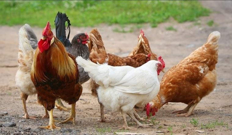 Nửa cuối tháng 11 Mẫu độ Cô thương, 4 tuổi hồng phúc đầy trời-4